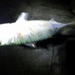 メバリングなのにサバゲー!!