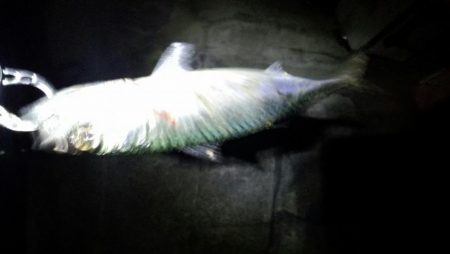 メバリングなのにサバゲー!!