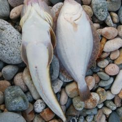 ヒラメ1枚、マゴチ1匹！！