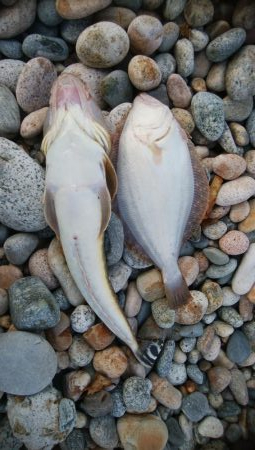 ヒラメ1枚、マゴチ1匹！！