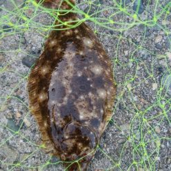 ソゲ1枚のみ・・・