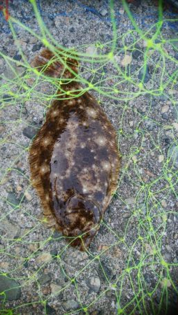 ソゲ1枚のみ・・・