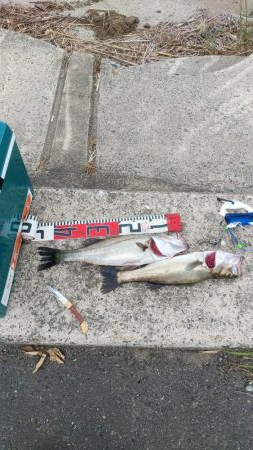 ひさびさの日本海