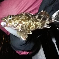 良型メバルゲット♪