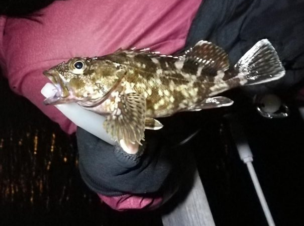 良型メバルゲット♪