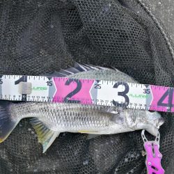 南港カモメ大橋 釣行 （朝マズメ、良型キビレチヌ、ガシラ根魚の釣果）