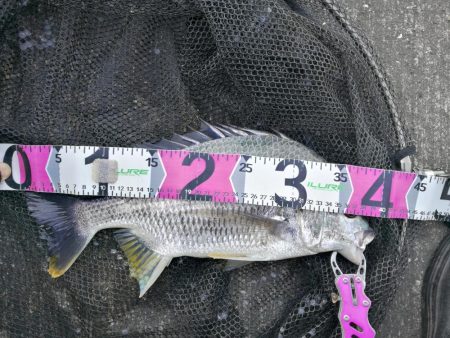 南港カモメ大橋 釣行 （朝マズメ、良型キビレチヌ、ガシラ根魚の釣果）