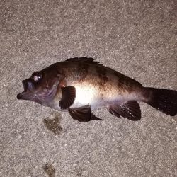 南港メバリング