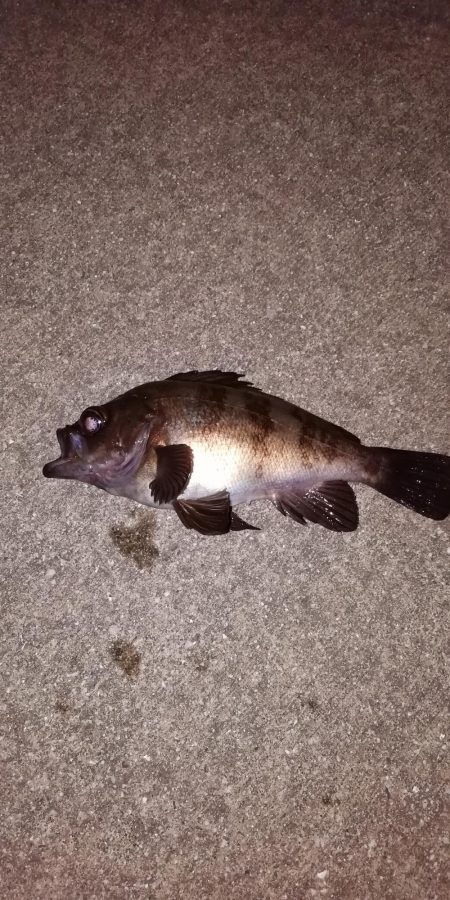 南港メバリング