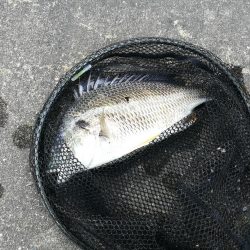 【祝】念願の初キビレ!!