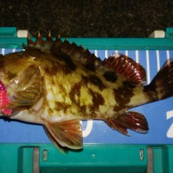 根魚ありがとう！