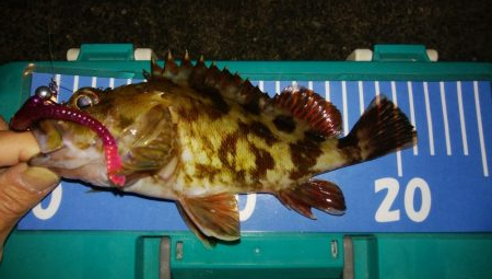 根魚ありがとう！