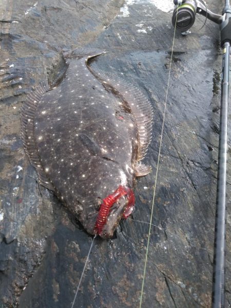 フラットフィッシュ