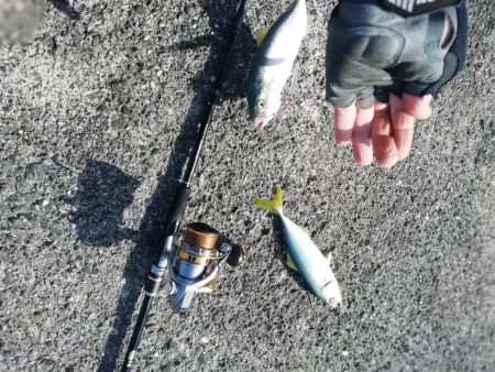 ライトショアジギング