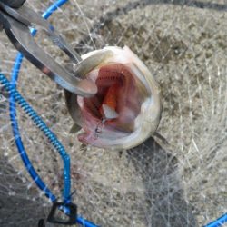 新ロッドでやっと一匹！