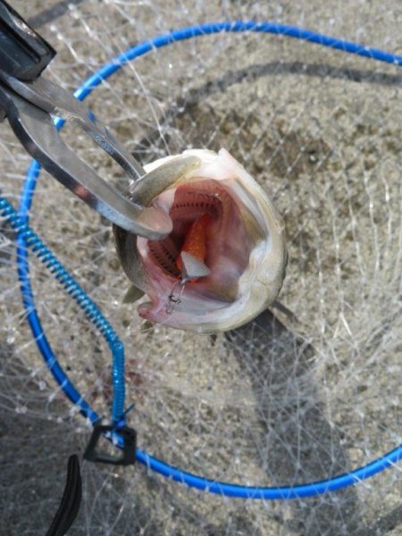 新ロッドでやっと一匹！