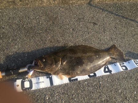 ヒラメはミノーがお好き♡