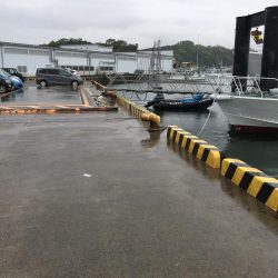 アジ8匹、コノシロ1匹