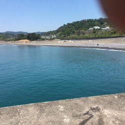 グレ、コサバ、ガシラなど