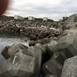 ガシラ8匹、ベラ7匹