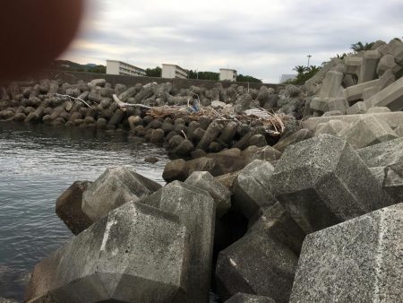 ガシラ8匹、ベラ7匹