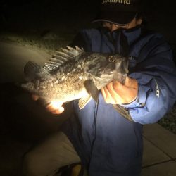 小潮の夜 短時間釣行！