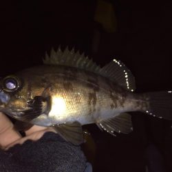 雨でもメバリング！