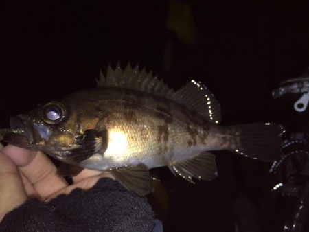 雨でもメバリング！