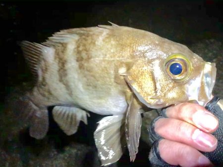 令和１発目の淡路島！