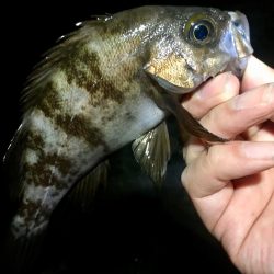 淡路めばるフェス２０１９