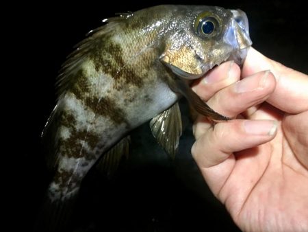 淡路めばるフェス２０１９