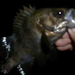 プラッキング一撃デビュー