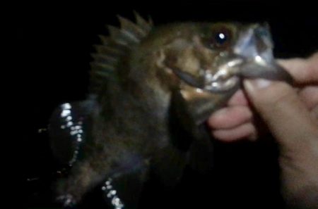 プラッキング一撃デビュー