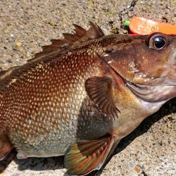 エゾメバル入れ食い