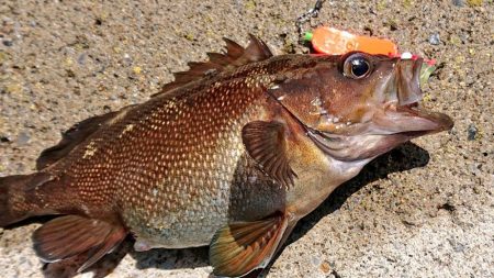 エゾメバル入れ食い