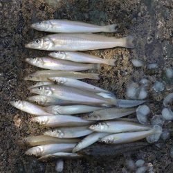 快晴のキス釣り