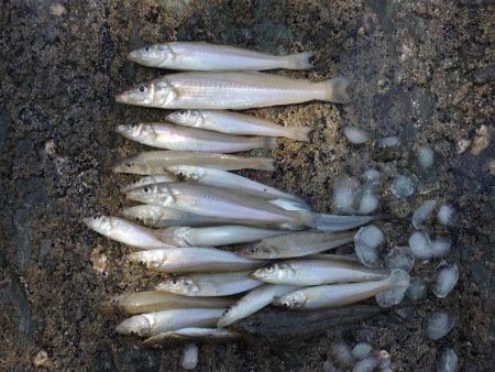 快晴のキス釣り