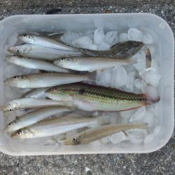 初夏のキス釣り