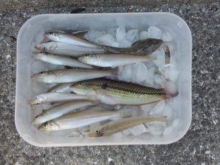 初夏のキス釣り