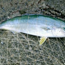 祭りやってなかった…