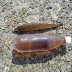 今年のキスはいい感じかも