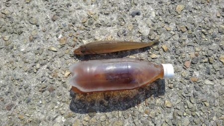 今年のキスはいい感じかも