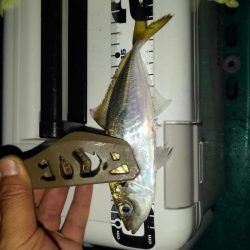 楽しい～アジング