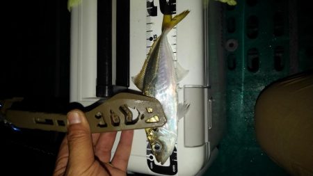 楽しい～アジング