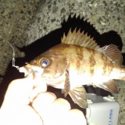 メバルのつもりが?