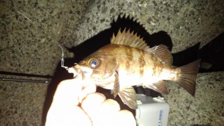 メバルのつもりが?