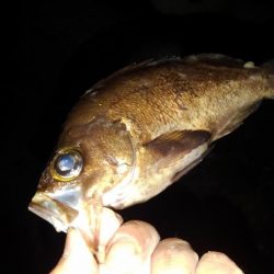 よく釣れたアジング