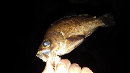 よく釣れたアジング