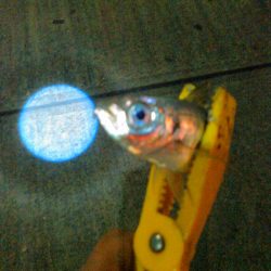 ナイトアジング