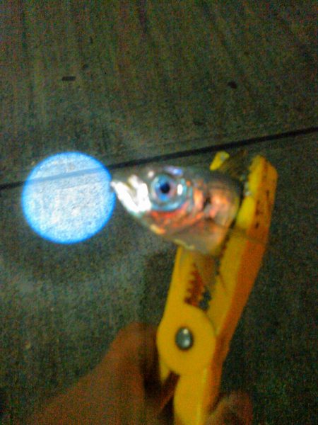 ナイトアジング